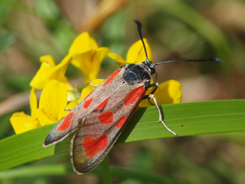 Zygaena